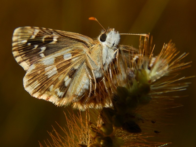 Pyrgus armoricanus